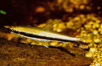 Nannostomus unifasciatus